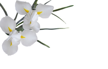 Fototapeta na wymiar White irises on transparent background 