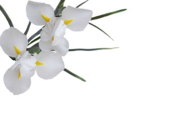White irises on transparent background 