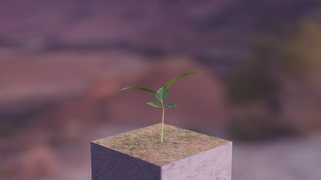 Time lapse of a plant growing out of the ground block