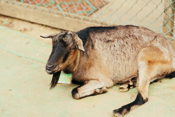 Fototapeta premium 牧場にいる羊やヤギ