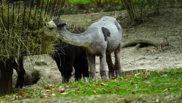 Video of Alpaca eating hay