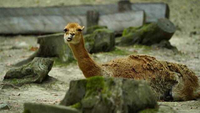 Video of Vicuna in zoo