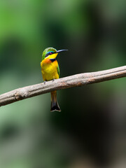 Little Bee-eater perched on tree branch against green background