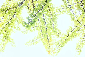 Fototapeta premium イチョウの葉