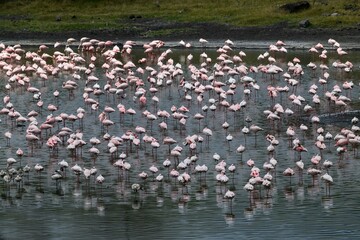 a large colony of greater and lesser flamingos is resting on a lake in the Arusha African reserve 