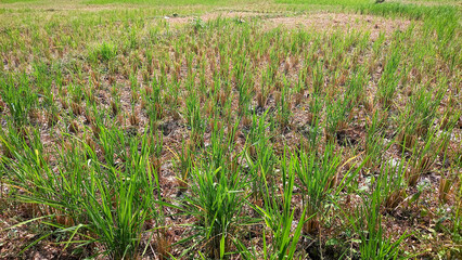 Rice plantation. Green rice paddy field. Organic rice farm in Asia. Rice growing agriculture. Green paddy field. Paddy-sown ricefield cultivation.