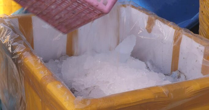 close-up of fresh Asian scallops in shells in a polystyrene box with crushed ice.