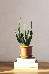 Vertical image of stack f book and cactus plant on it. Natural light and warm atmosphere at home...