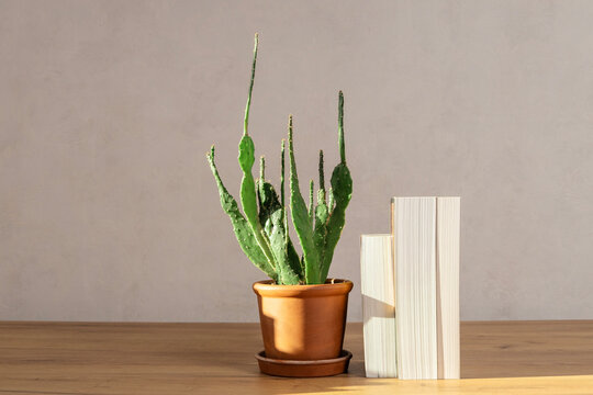 Home decor elements. Cactus plant and books on the desk against empty wall. Natural sun lights