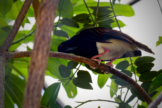 Twelve Wired Bird Of Paradise On A Tree