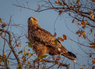 tawny eagle sitting in a mopani tree