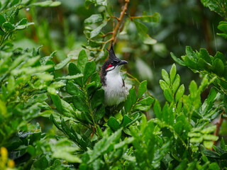 Red Whiskered Bulbul bird perching in natural environment in rainy weather 