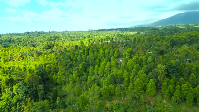 Aerial top view of lush jungle vegetation and palm trees in Senaru, Lombok, Indonesia.
