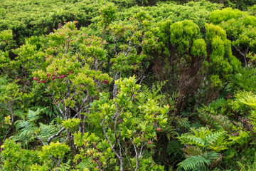 Wild plants on the island of Pico / Heathers, Erica azorica, and ferns on Pico Island, Azores, Portugal. - 666084988