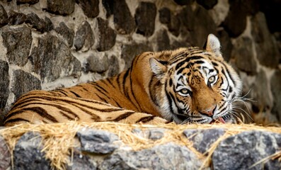 tiger in the zoo