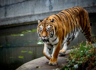 tiger near the water