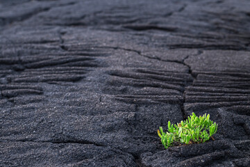 The first vegetation / The first vegetation on a cooled lava field. The volcanic island of Pico is part of the Azores archipelago, Portugal. - 666086712