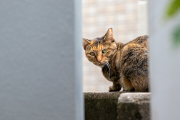 建物の隙間からこちらを見つめる野良猫