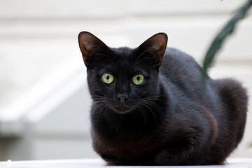 カメラ目線で座る黒猫