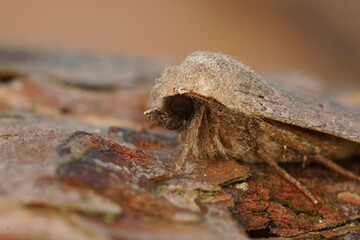 Closeup on a red-line Quaker owlet moth, Agrochola lota sitting on wood