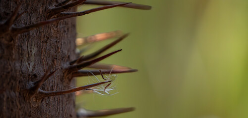seeds landed on a thorn