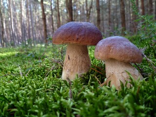two boletus mushrooms on the mossy forest floor 
