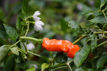 The peter pepper orange,  Capsicum annuum var. annuum, is an heirloom chili pepper that is best...