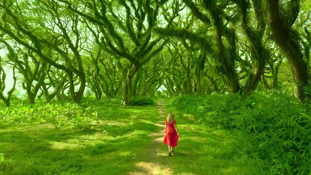 Woman in a red dress runs through a fabulous rainforest in De Djawatan forest at Banyuwangi, East Java, Indonesia. Aerial Drone view 4K.