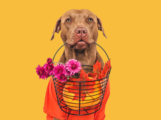Cute brown dog, bouquet of flowers and ripe pumpkin. Isolated. Closeup, indoors. Studio shot. Day light. Congratulations for family, relatives, loved ones, friends and colleagues. Pets care concept