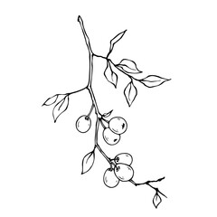 Linear sketch, doodles of wild berries. Vector graphics.