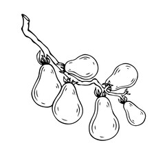 Linear sketch, coloring tomato. Vector graphics.