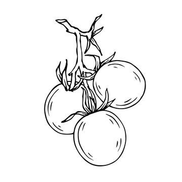 Linear sketch, coloring tomato. Vector graphics.