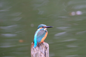 kingfisher