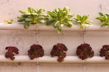 Fresh curly lettuce or red salada and Pakcoy vegetables planted in front of the house with a hydroponic system
