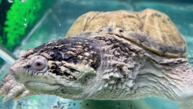 Close-up of a caiman turtle swimming slowly underwater in an aquarium.