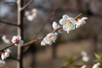 blossom in spring