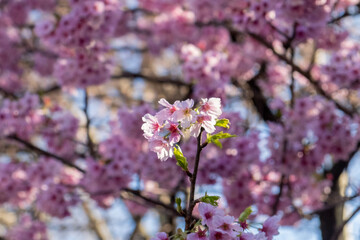 pink cherry blossom