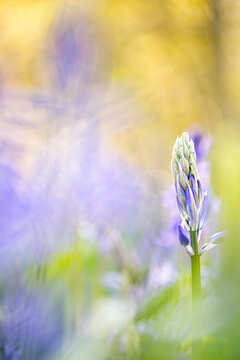 Fototapeta One of the very first spring bloomers, the bluebells.