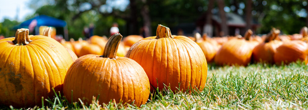 Panorama pumpkin patch blurry tents selective focus background at local Church Halloween event Dallas, Texas, USA, traditional holiday display decoration welcome October festive