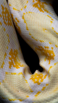 snake