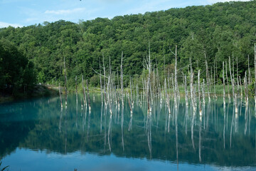 reflection of trees in water