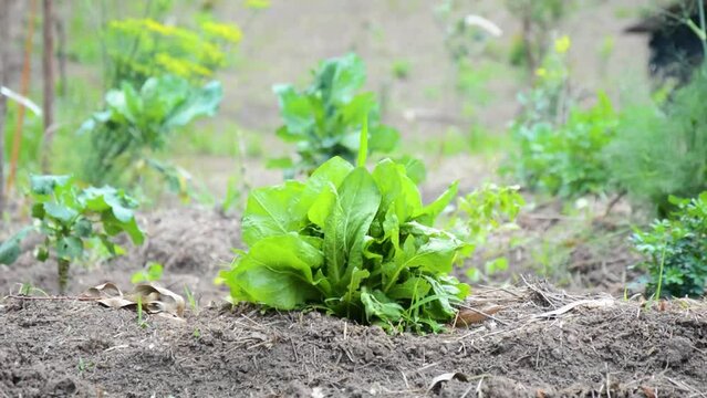 Uma pequena planta&ccedil;&atilde;o de alface e vegetais, destacando a agricultura familiar e a sustentabilidade.