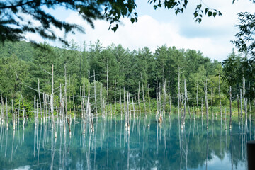 lake in forest