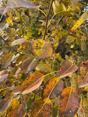 autumn leaves on the water