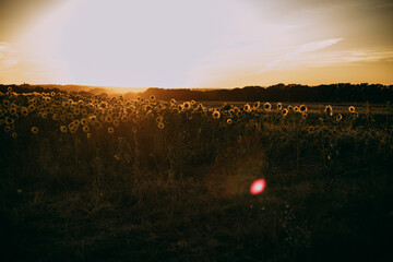 Feld mit Sonnenblumen im Sonnenuntergang