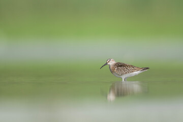Fine art portrait of curlew sandpiper in the spring season (Calidris ferruginea)