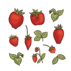 Bright realistic strawberry illustration in hand-drawn style. Vector red berry and leaves isolated on the white background. Food illustration. 