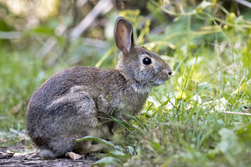 Profile view of a wild rabbit cautiously grazing among the grass