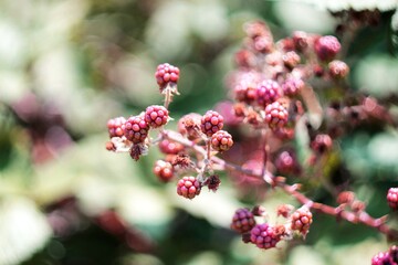 Berries and bokeh