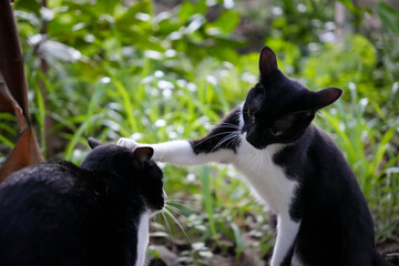 Two black and white cats playing in the grass.